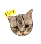 猫好きスタNO1ฅ•ω•ฅ（個別スタンプ：1）