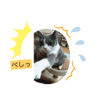 猫好きスタNO1ฅ•ω•ฅ（個別スタンプ：3）