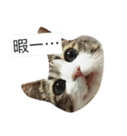 猫好きスタNO1ฅ•ω•ฅ（個別スタンプ：5）