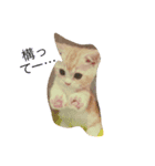 猫好きスタNO1ฅ•ω•ฅ（個別スタンプ：6）