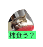 よしみつとネネ（個別スタンプ：5）