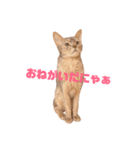 猫ちゃんの気持ち（個別スタンプ：1）