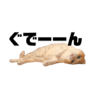 猫ちゃんの気持ち（個別スタンプ：3）
