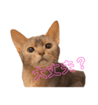 猫ちゃんの気持ち（個別スタンプ：5）