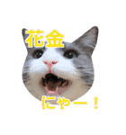猫のいーくんと仲間たち（個別スタンプ：1）