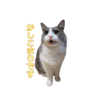 猫のいーくんと仲間たち（個別スタンプ：4）