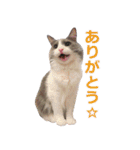 猫のいーくんと仲間たち（個別スタンプ：5）