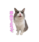 猫のいーくんと仲間たち（個別スタンプ：6）