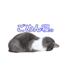 猫のいーくんと仲間たち（個別スタンプ：7）