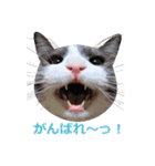 猫のいーくんと仲間たち（個別スタンプ：8）