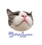 猫のいーくんと仲間たち（個別スタンプ：9）