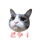 猫のいーくんと仲間たち（個別スタンプ：10）