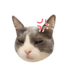 猫のいーくんと仲間たち（個別スタンプ：11）