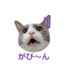 猫のいーくんと仲間たち（個別スタンプ：13）