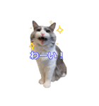 猫のいーくんと仲間たち（個別スタンプ：14）