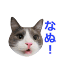 猫のいーくんと仲間たち（個別スタンプ：15）