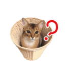猫のいーくんと仲間たち（個別スタンプ：16）