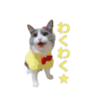 猫のいーくんと仲間たち（個別スタンプ：17）