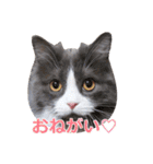 猫のいーくんと仲間たち（個別スタンプ：19）