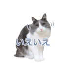 猫のいーくんと仲間たち（個別スタンプ：20）