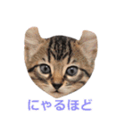 猫のいーくんと仲間たち（個別スタンプ：21）