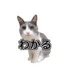 猫のいーくんと仲間たち（個別スタンプ：22）