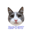 猫のいーくんと仲間たち（個別スタンプ：24）