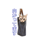 猫のいーくんと仲間たち（個別スタンプ：25）