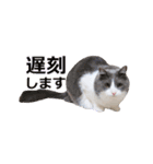 猫のいーくんと仲間たち（個別スタンプ：26）