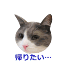猫のいーくんと仲間たち（個別スタンプ：27）