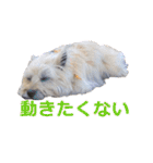 猫のいーくんと仲間たち（個別スタンプ：28）