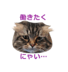 猫のいーくんと仲間たち（個別スタンプ：29）