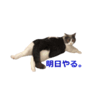 猫のいーくんと仲間たち（個別スタンプ：30）