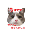 猫のいーくんと仲間たち（個別スタンプ：31）