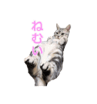 猫のいーくんと仲間たち（個別スタンプ：33）