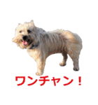 猫のいーくんと仲間たち（個別スタンプ：35）
