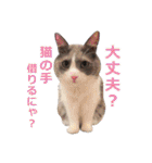猫のいーくんと仲間たち（個別スタンプ：36）