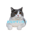 猫のいーくんと仲間たち（個別スタンプ：38）