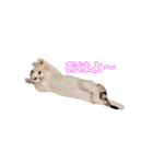 猫のいーくんと仲間たち（個別スタンプ：39）