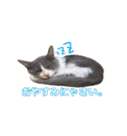猫のいーくんと仲間たち（個別スタンプ：40）