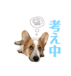 こたうらスタンプ Part 2（個別スタンプ：11）