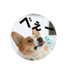 こたうらスタンプ Part 2（個別スタンプ：21）