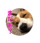 こたうらスタンプ Part 2（個別スタンプ：25）
