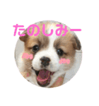 こたうらスタンプ Part 2（個別スタンプ：36）