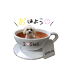 Shell stamp♥（個別スタンプ：1）
