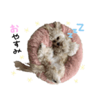 Shell stamp♥（個別スタンプ：2）