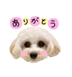 Shell stamp♥（個別スタンプ：3）