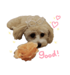 Shell stamp♥（個別スタンプ：4）