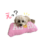 Shell stamp♥（個別スタンプ：5）