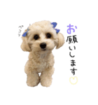 Shell stamp♥（個別スタンプ：7）